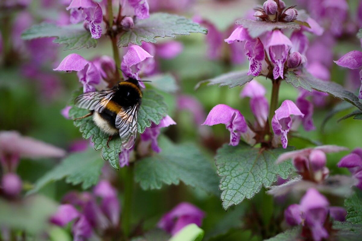 Lamium