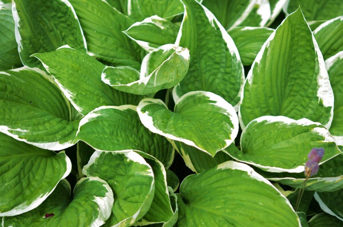 hosta